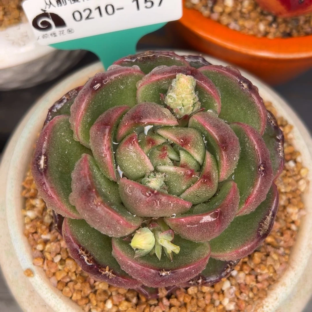 从前慢多肉精选编号0210.157