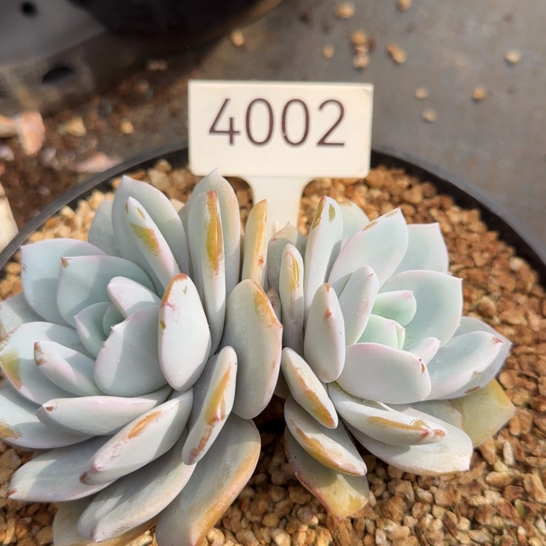 4002。   大粗杆双头奶茶