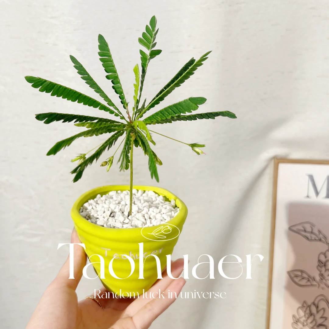 南美生命树很小的树雨林植物室内耐阴桌面小盆栽感应草