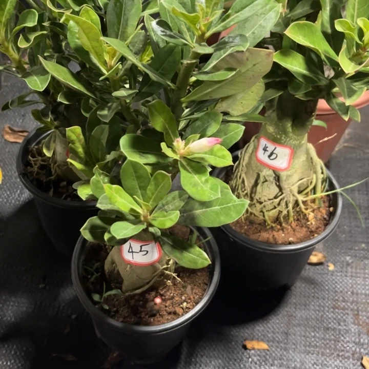 岁***好完全开放45号46号47号裸根