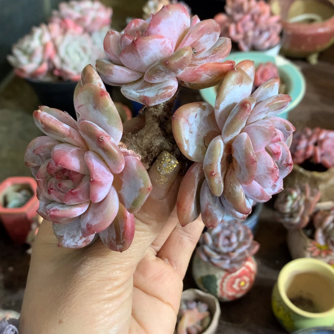 石榴籽哈哈哈哈哈哈哈哈哈