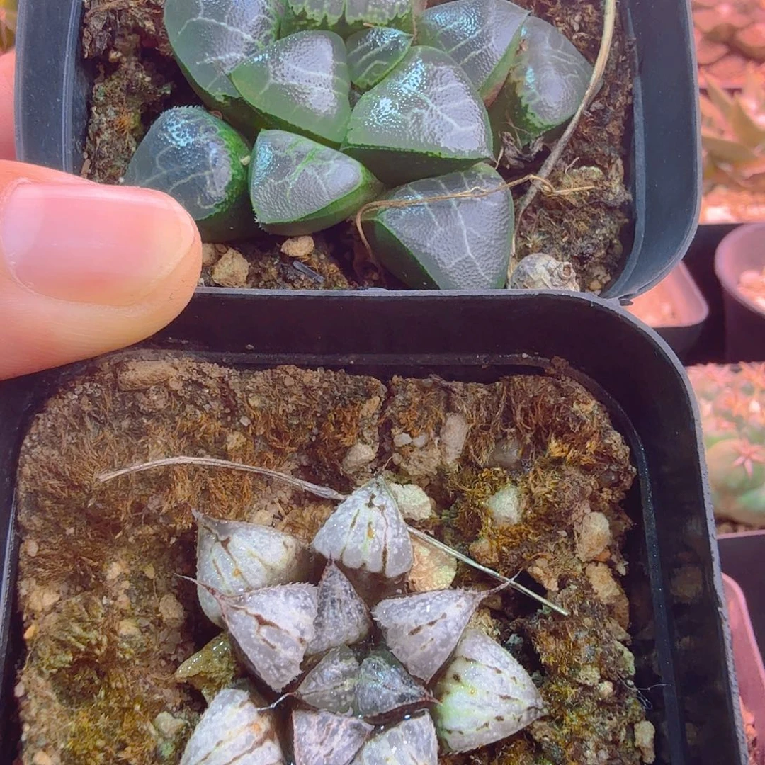 实生克➕雪景色多肉植物