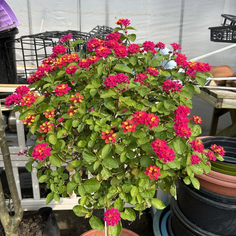 高【约60】五色梅盆栽带花苞耐热花期长庭院阳台四季开花植物
