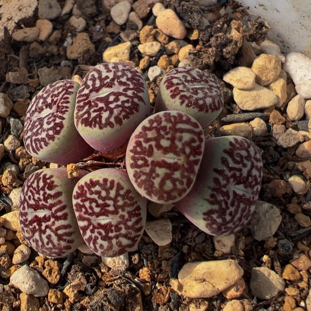 201多肉植物百科植物