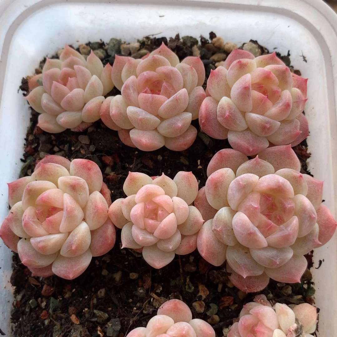 琉璃单头一颗 010