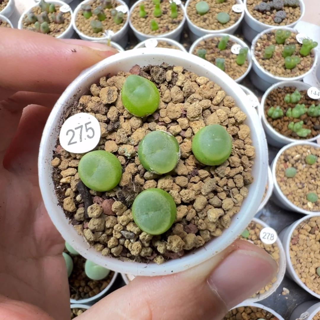 拉登一颗脱土275000