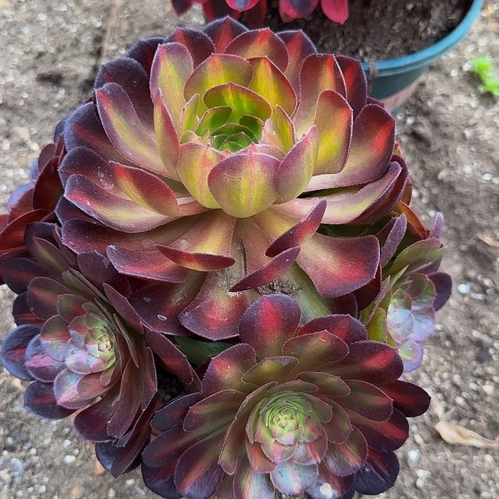 精品海王七彩捧花福利23