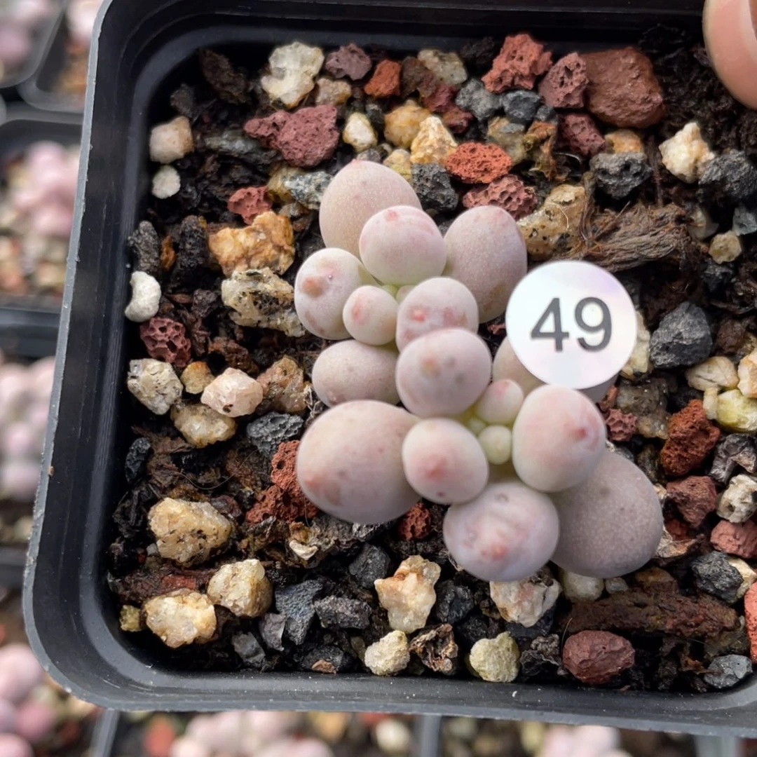 仙子奶酪多肉植物