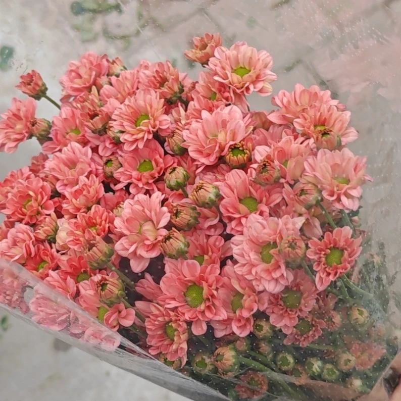 爱之红小雏菊 居家办公优选 （东北基地发货）