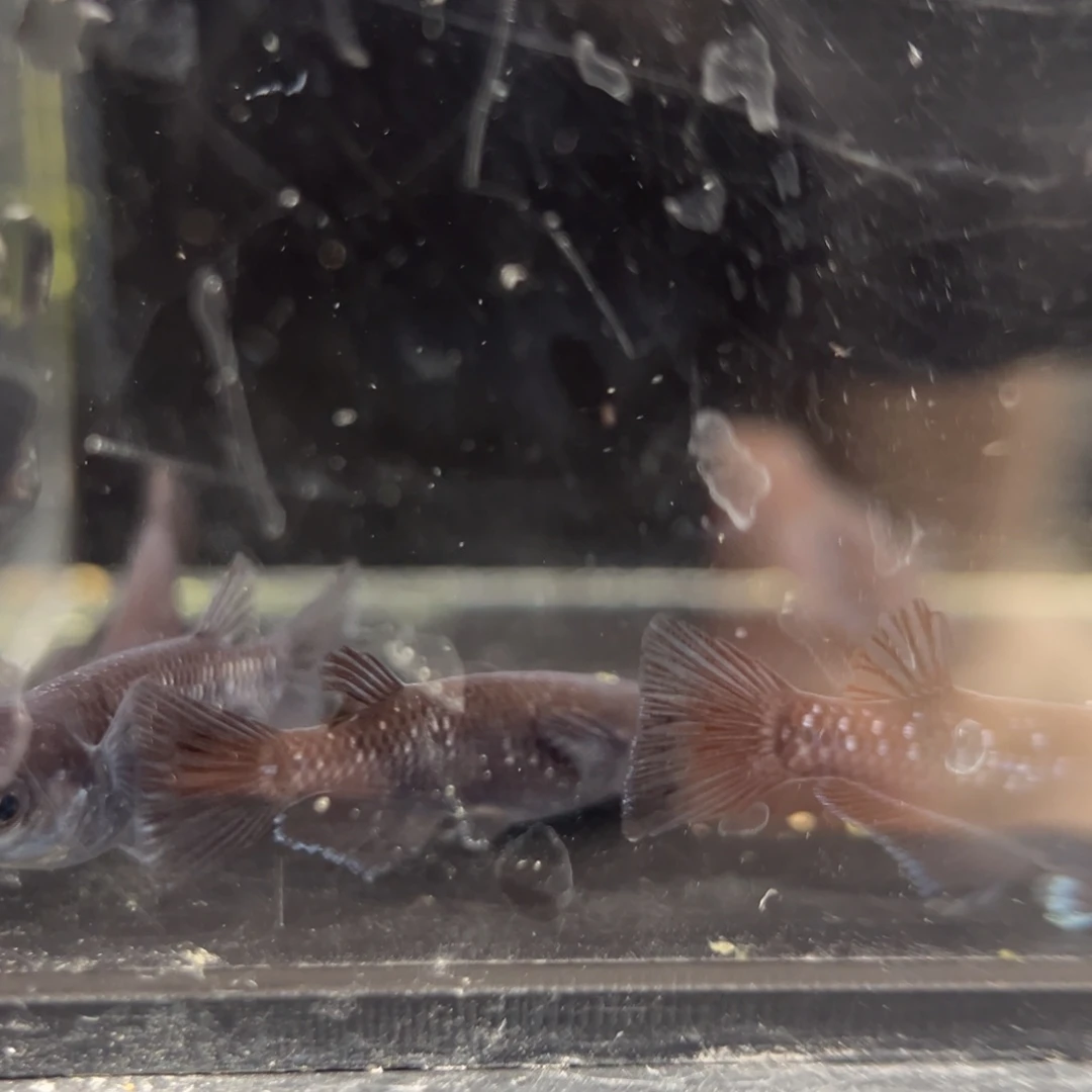 青鳉鱼265耀变天目五尾