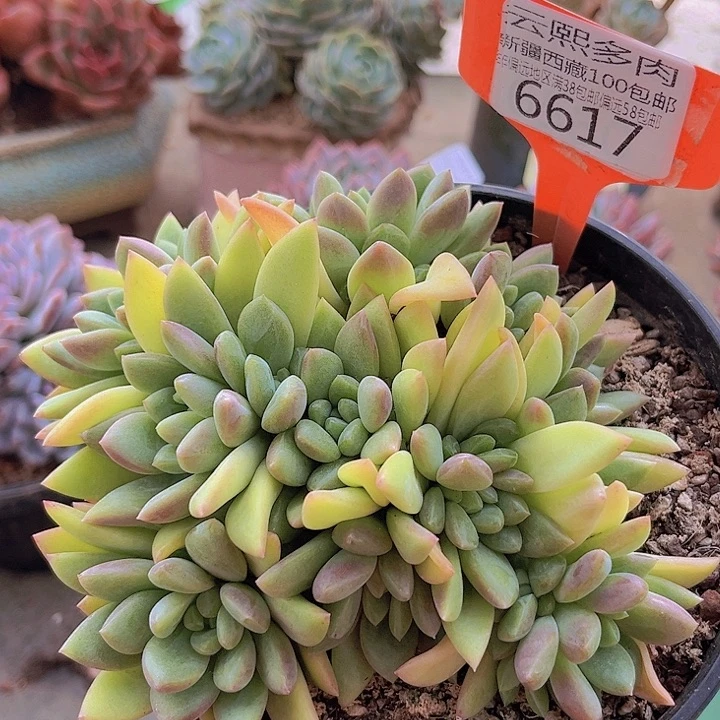 6617贵妃。