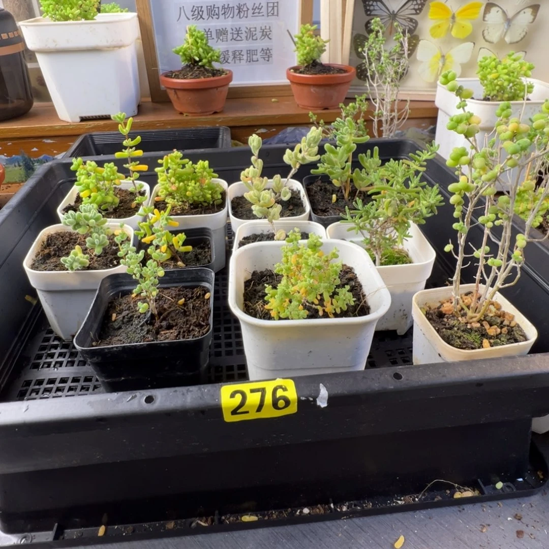 晴****枝干番杏多肉植物补发
