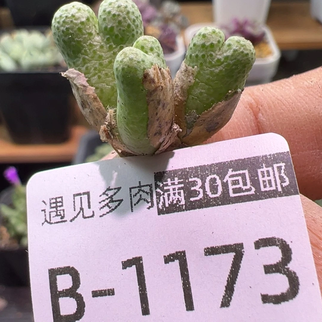 多肉植物1111111111111