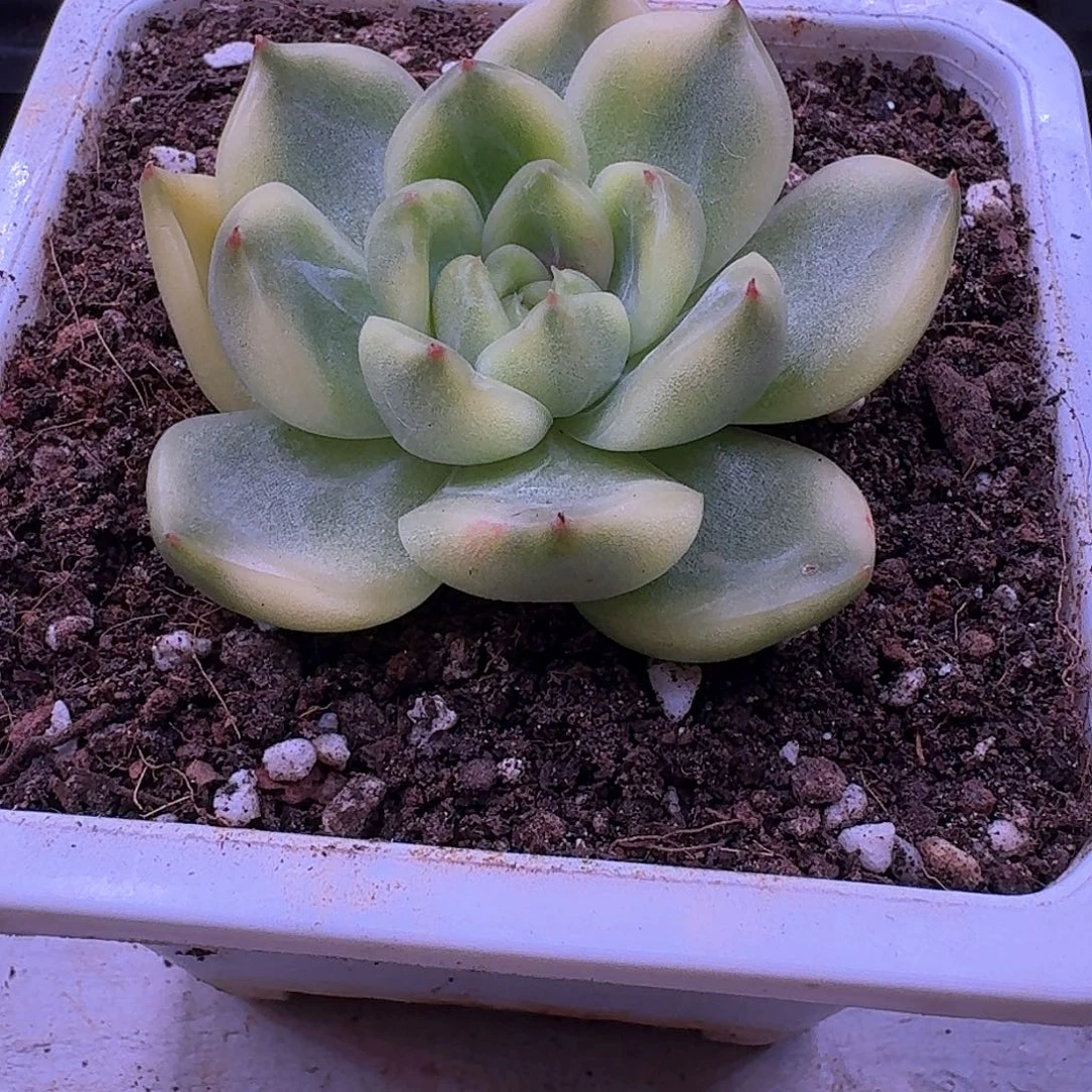 东云杂锦多肉植物