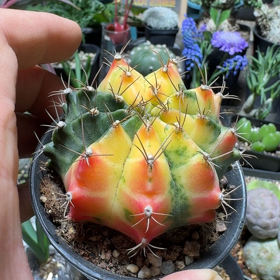 477米哈牡丹锦带盆发货