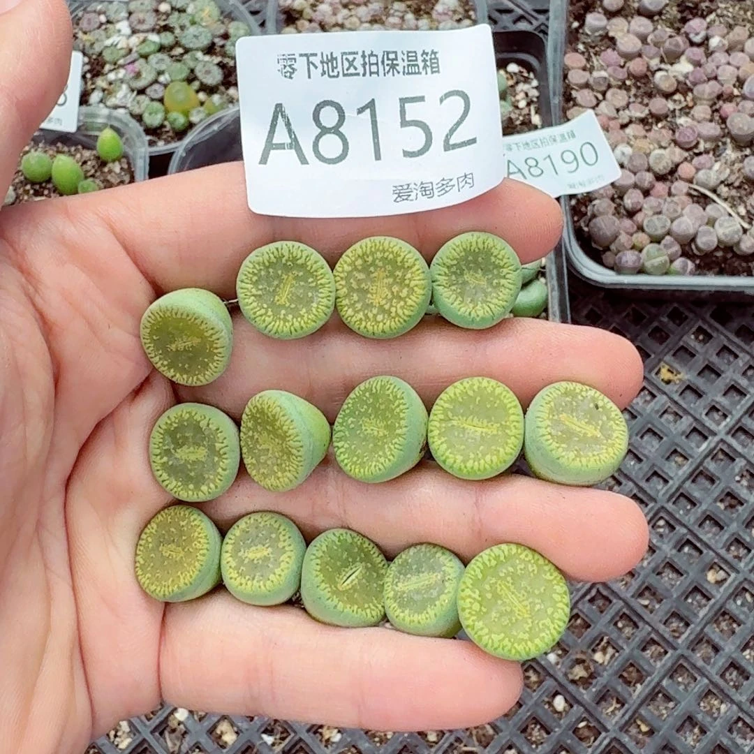 8152–—零下地区需拍保温箱