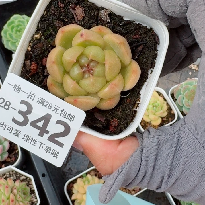 皮皮无盆土发货多肉多肉