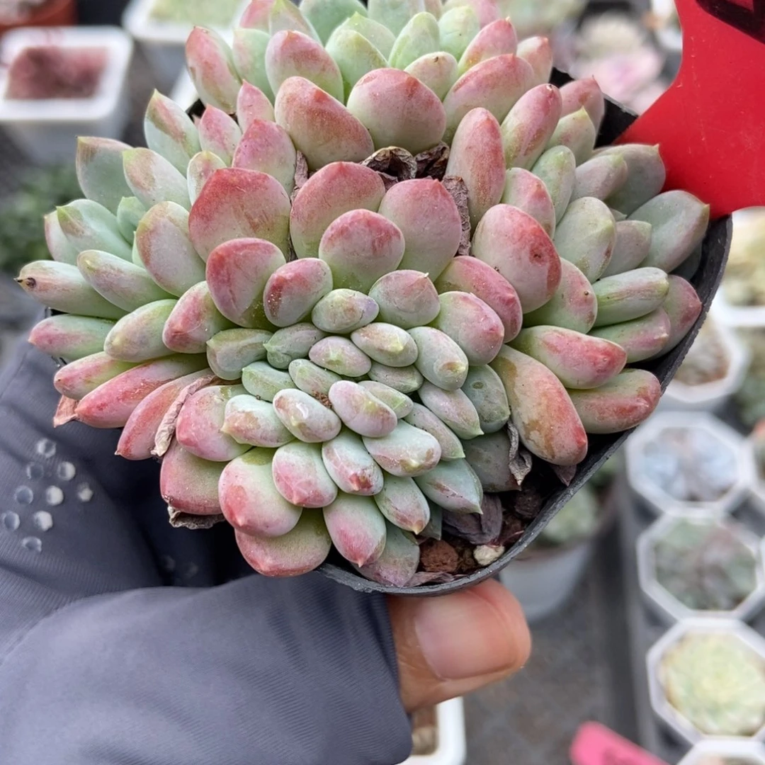 520粉珍妮缀多肉植物