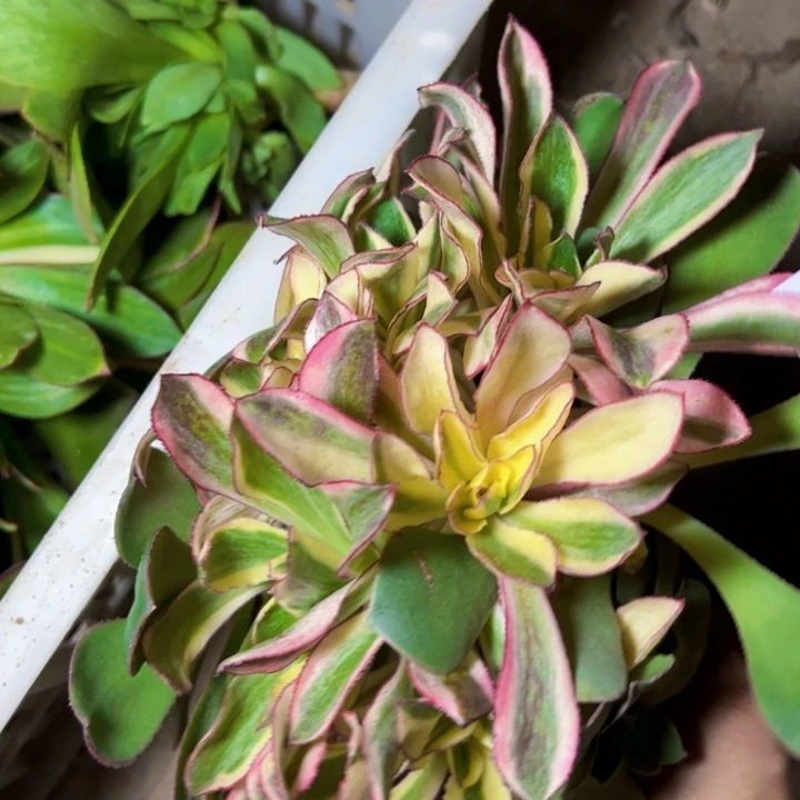 4042多肉植物魅影多肉无根