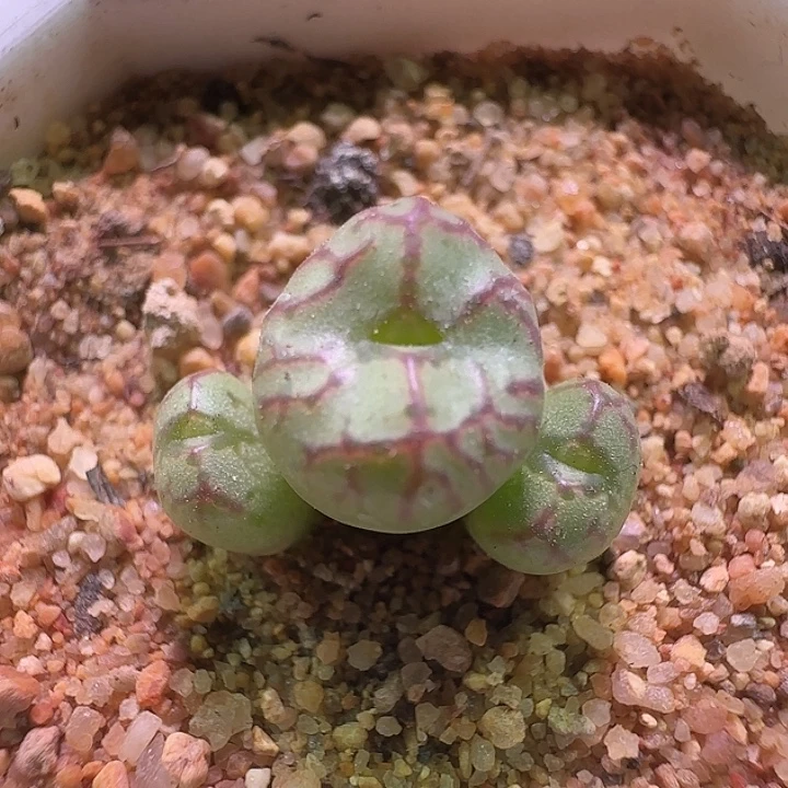 开播福利来啦。  241