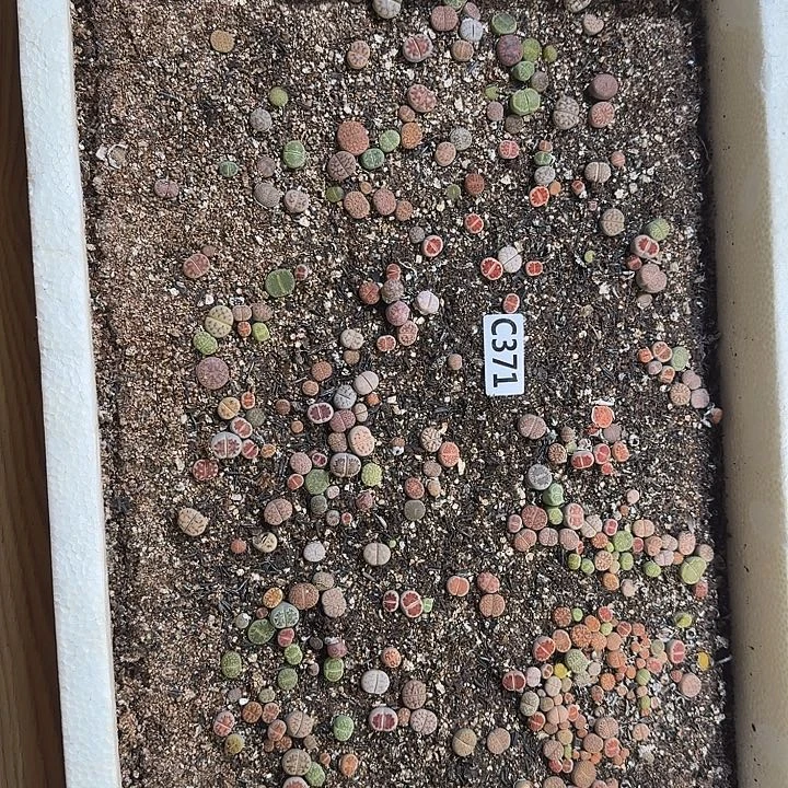 生371石花整框脱土发货不售后