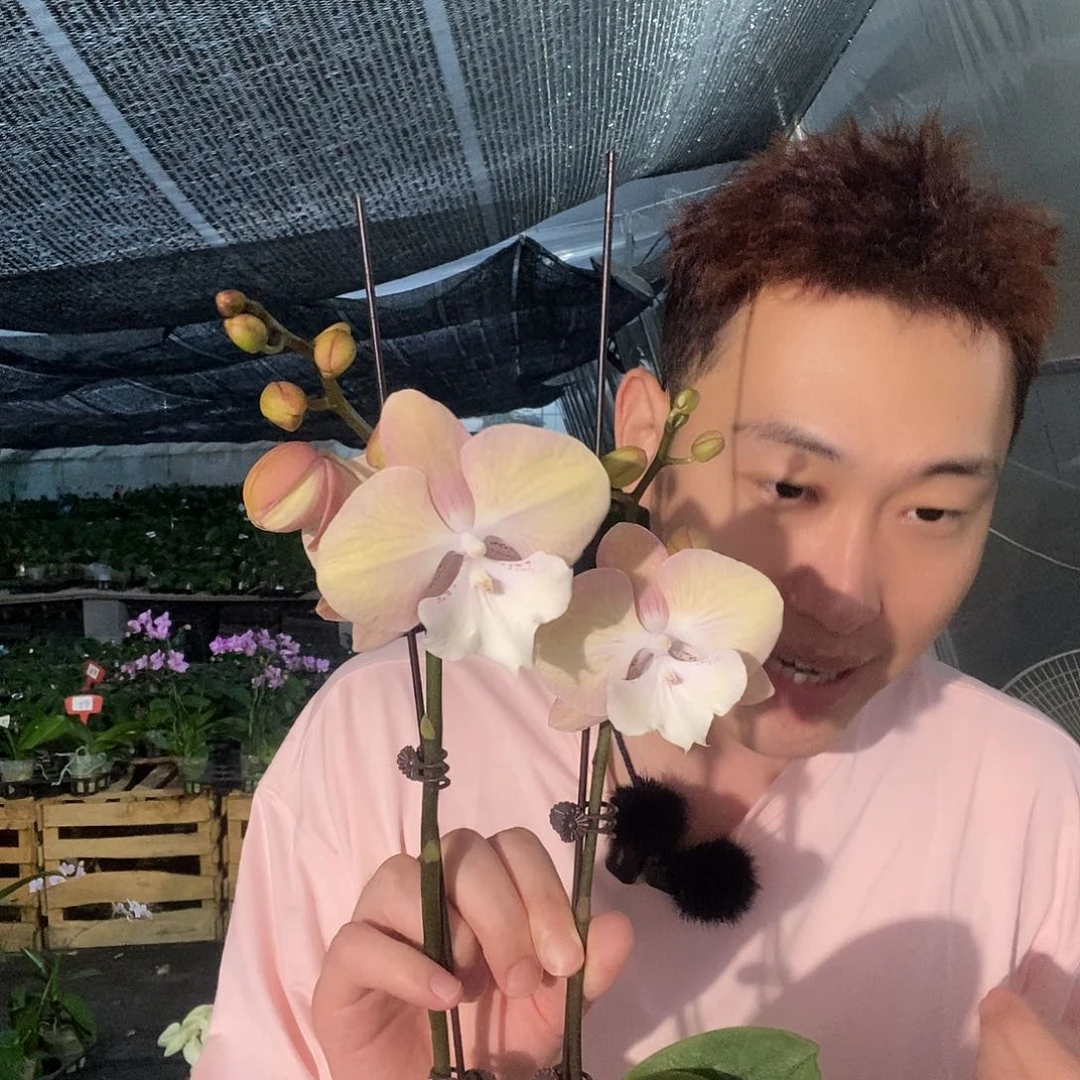 无花朵彩虹独角兽开花