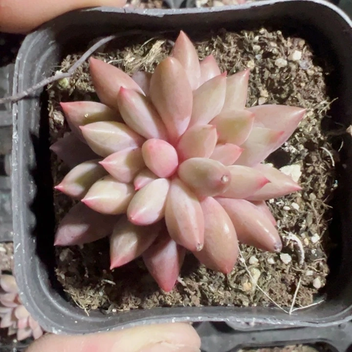 红蜻蜓精品多肉植物