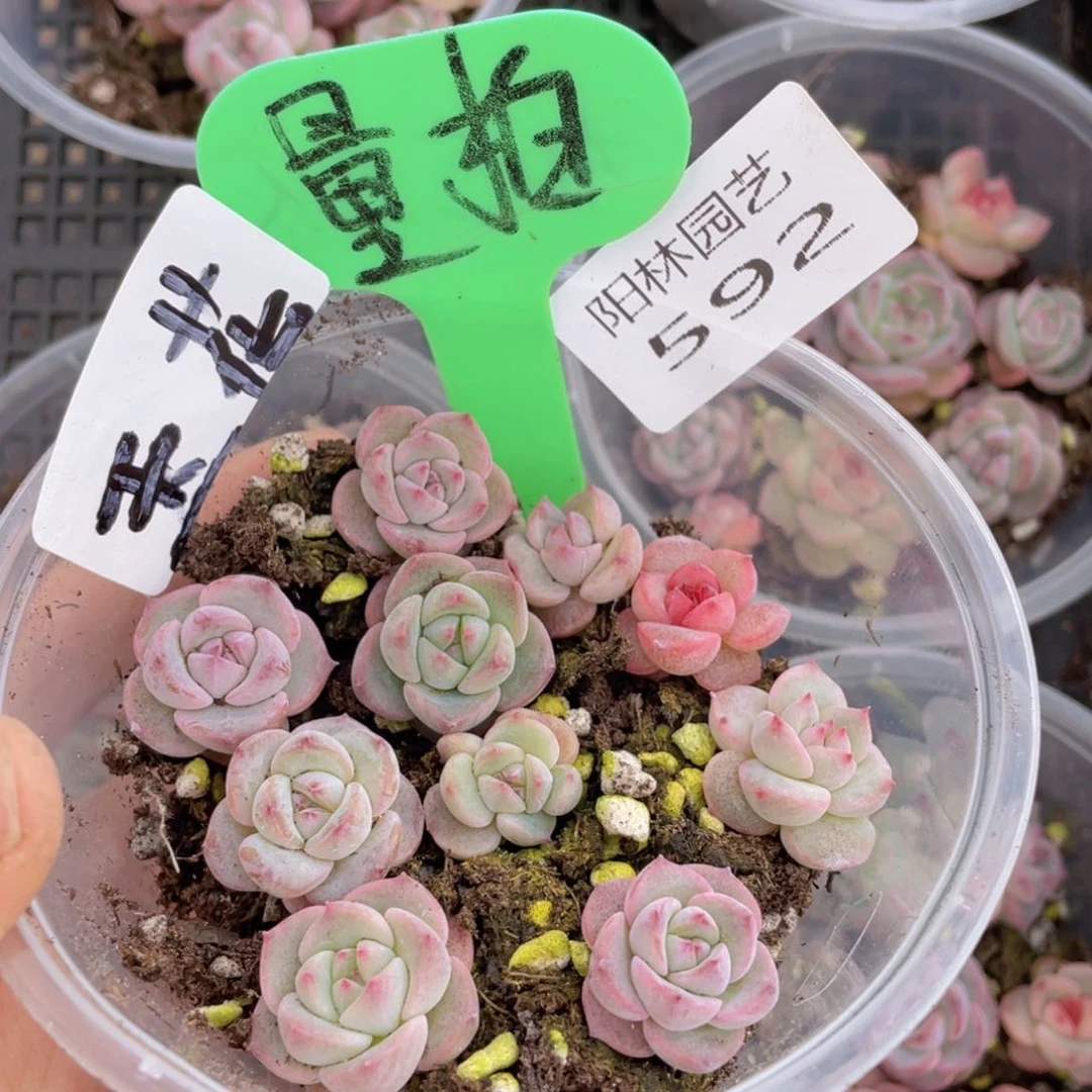 量拍多肉植物多肉植物592