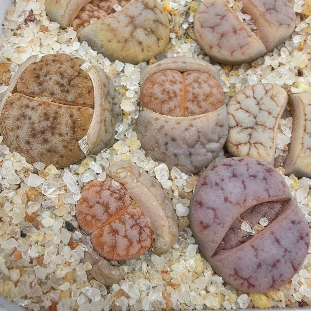 这个点睡一回是为了睡323我