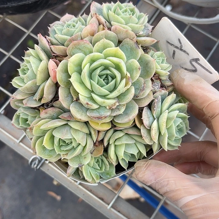 两单包邮，一物一拍5