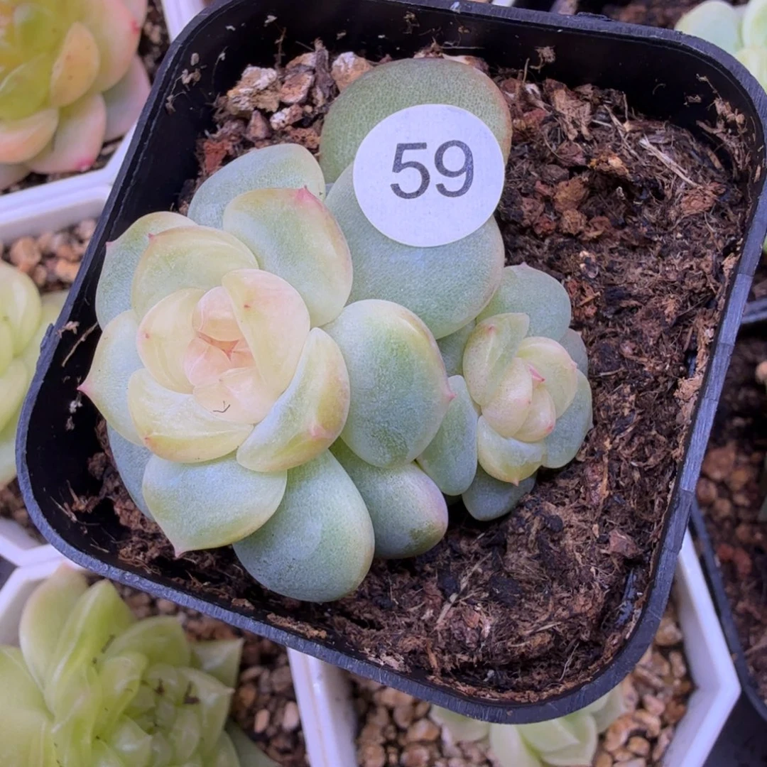 59号甜心荔枝一物一拍