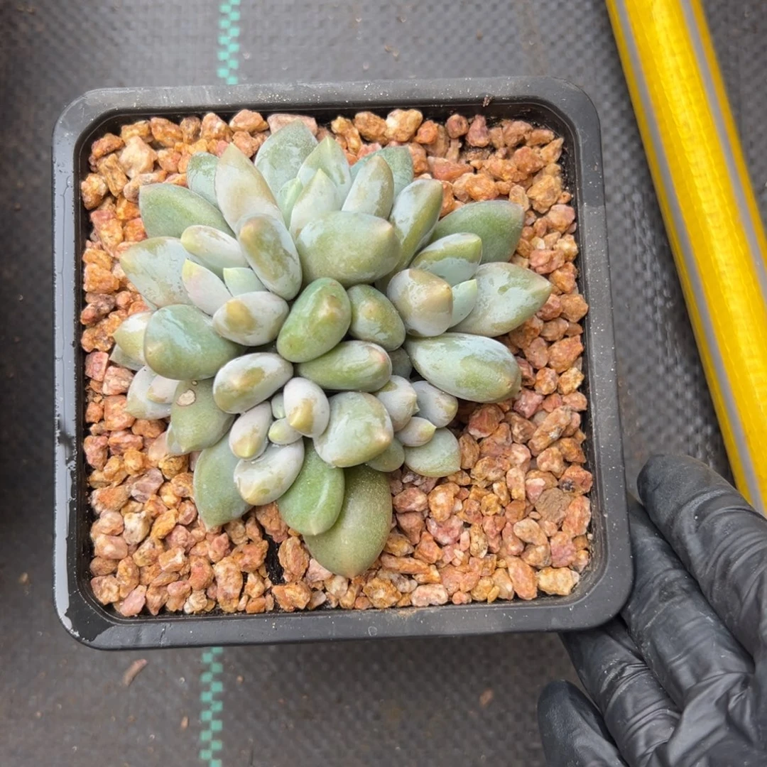 成***哥哥特1111111111111