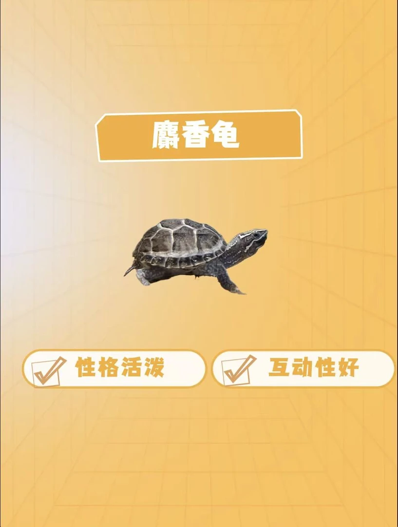 麝香龟苗  麝香龟龟   红大米甄选