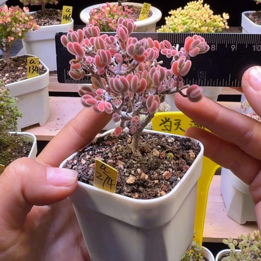 a274号红叶冠服6厘米左右