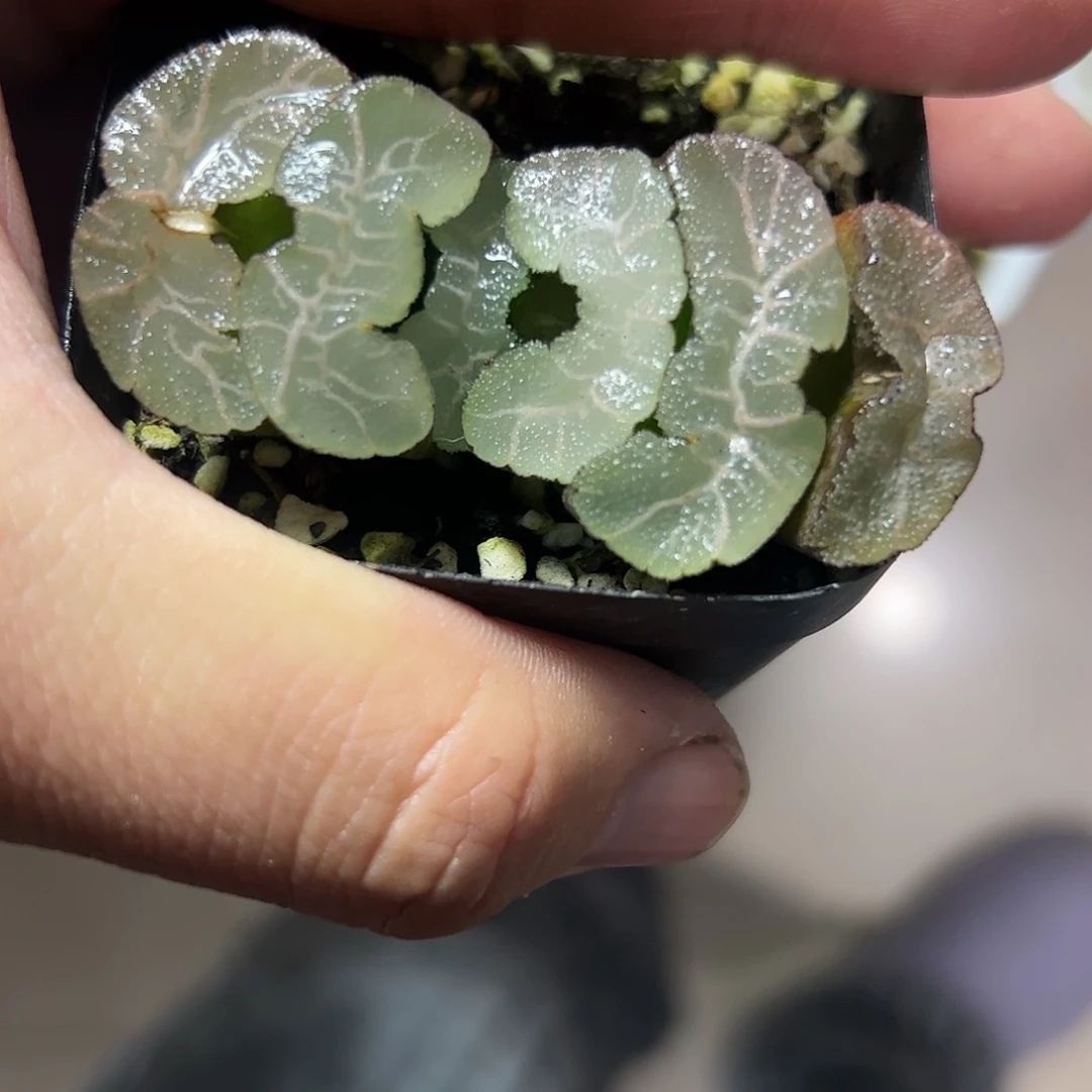 云梦泽玉扇十二卷多肉植物