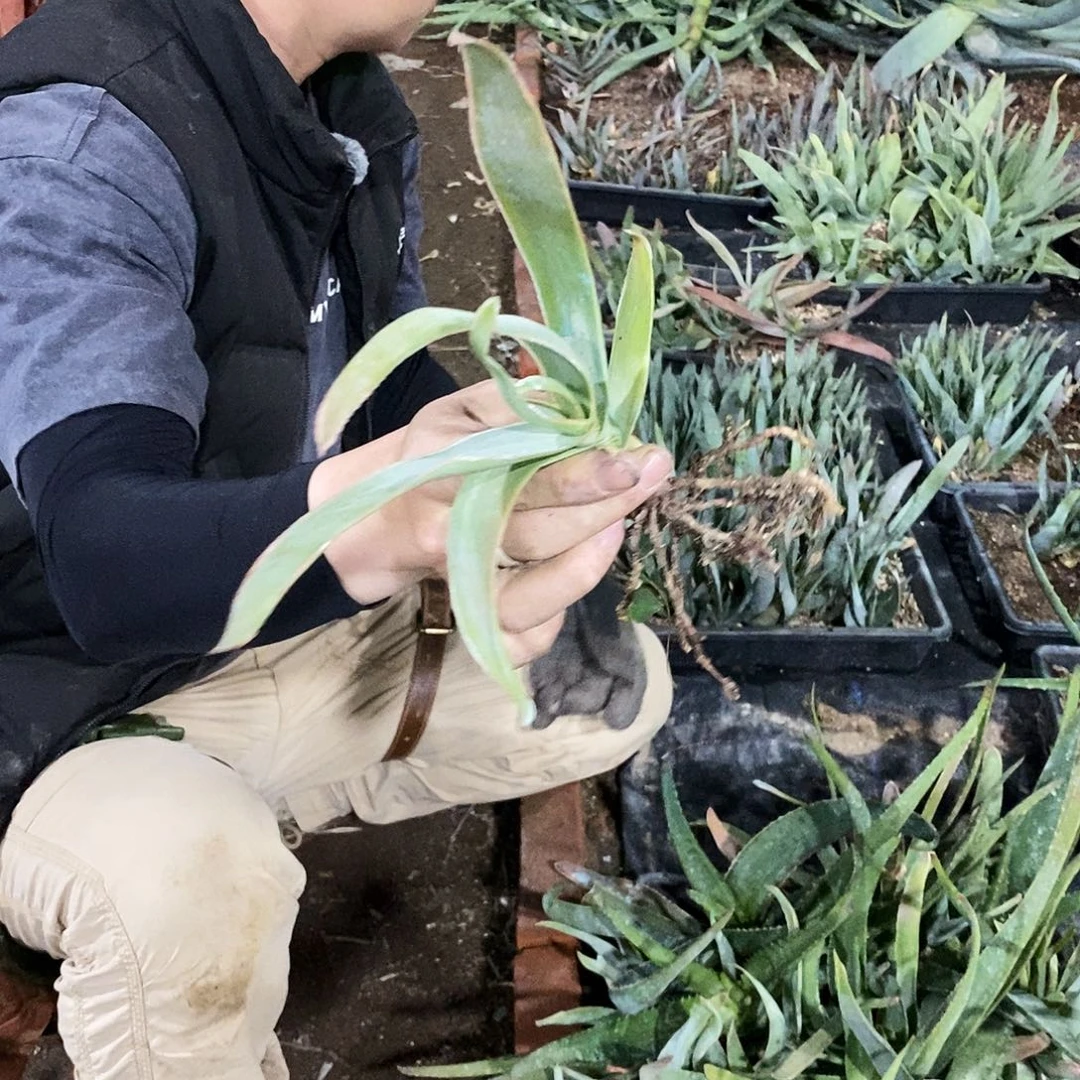 银方芦荟锦小苗。