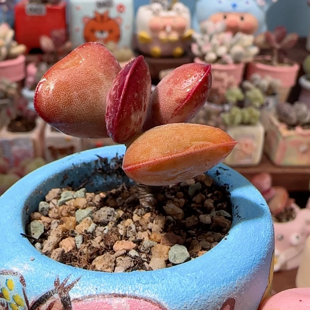 首选爱心 盆口4cm