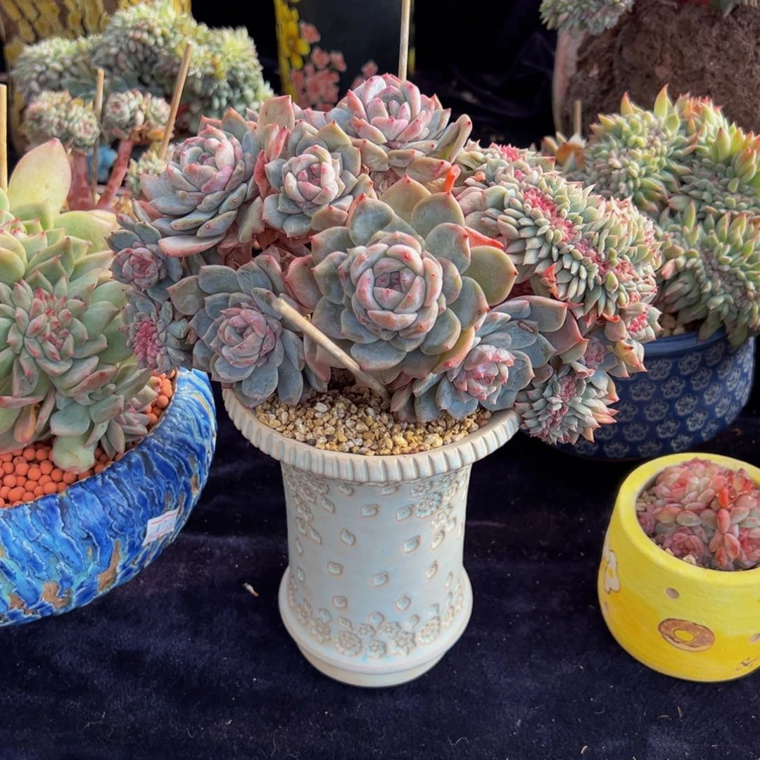 水蜜桃 新年快乐 新年快乐