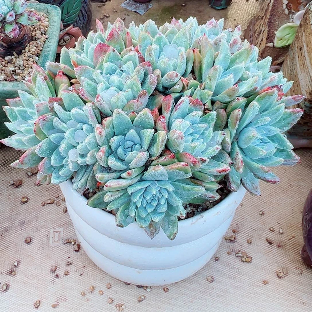 9299白雪仙女杯多肉