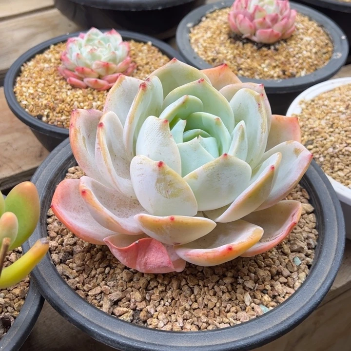 凤橙 单头 夏鸣园艺