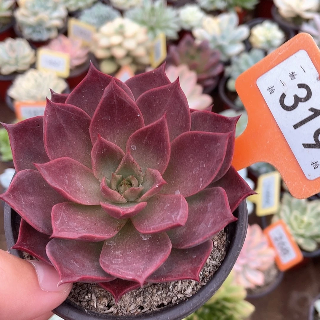 米亚319号多肉植物盆栽