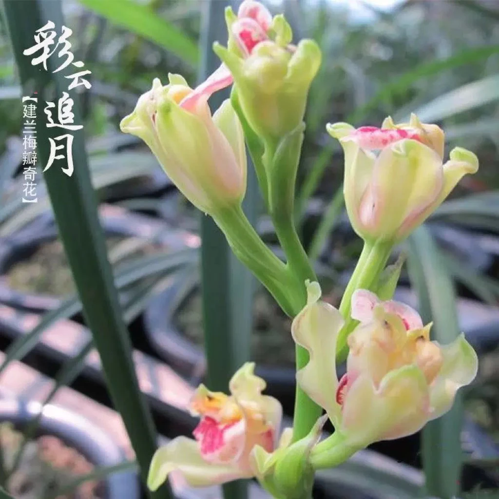 兰花建兰彩云追月浓香型奇花室内办公室好养绿植盆栽