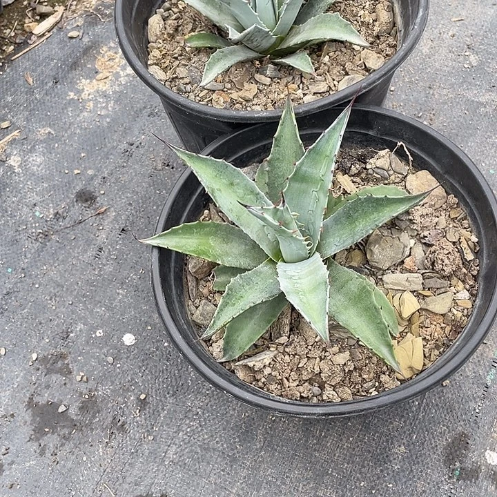 职***家无花朵龙舌兰绿色植物