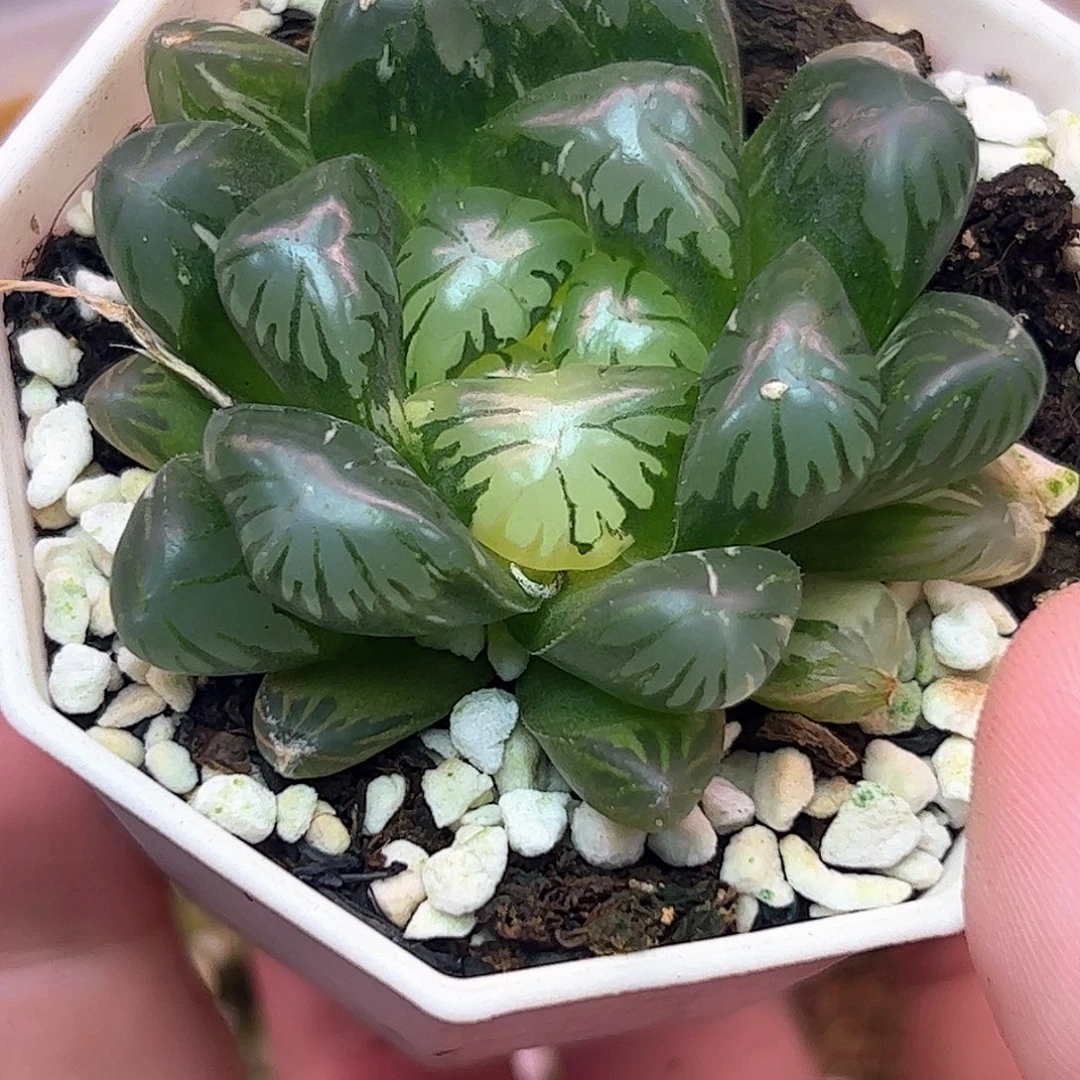 卜卜紫锦十二卷多肉植物