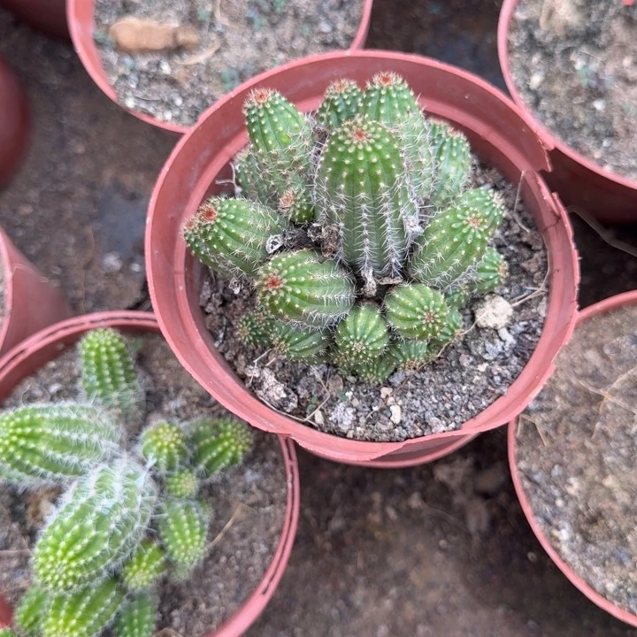 白檀仙人掌群生一群115