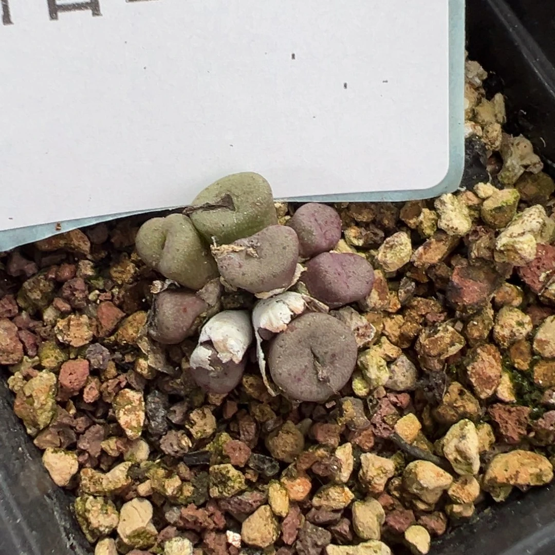 10-153肉锥多肉植物