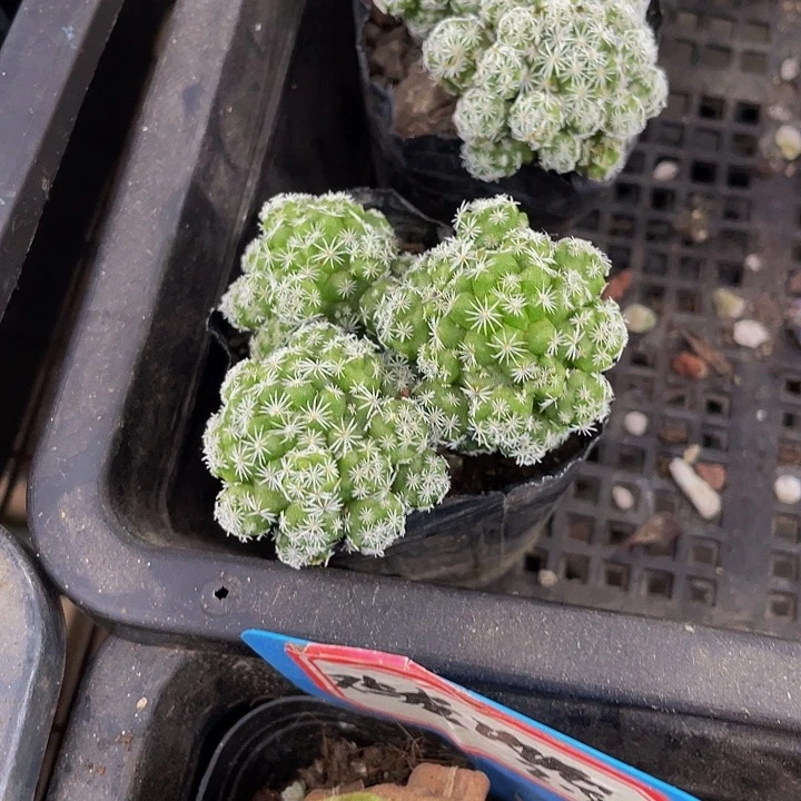 白鸟2.8带盆土发货