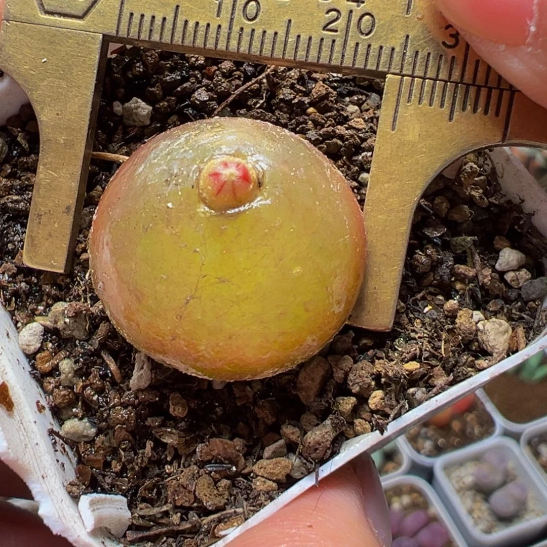 2.3厘米灯泡多肉百科