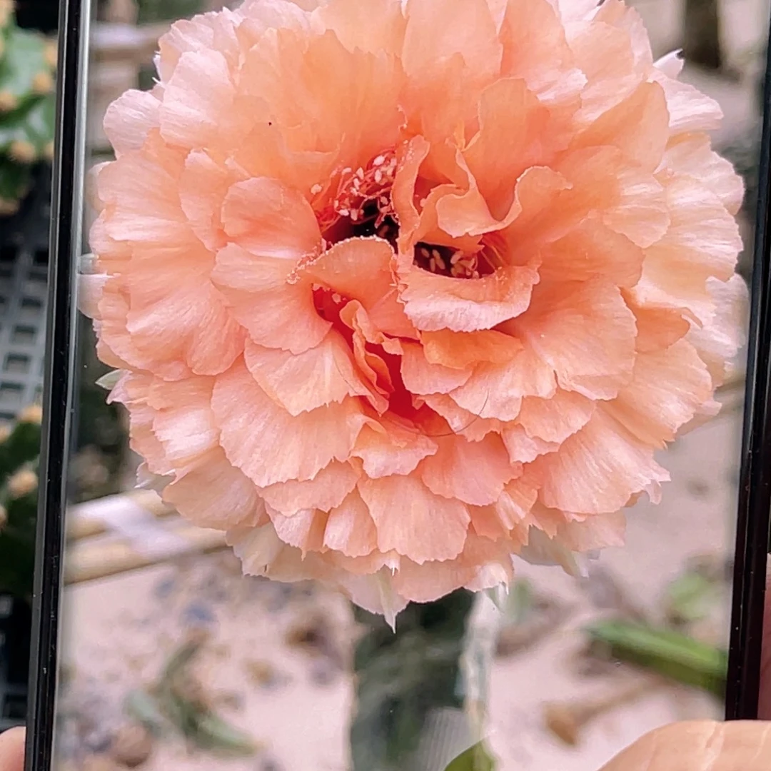 彩草 初见侧芽 歪 满20包邮5公分左右