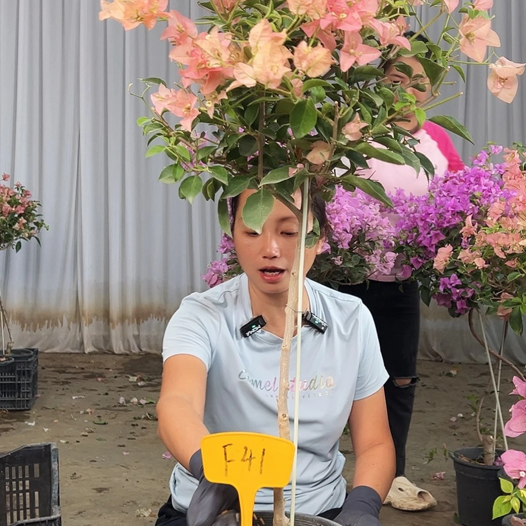 颜***丽完全开放F41卡亚塔